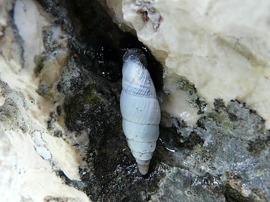 Medora macascarensis (Sowerby, 1828)